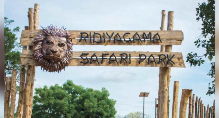 රිදියගම සෆාරි උද්‍යානයේ ව්‍යාග්‍රයෙකු මිය යයි